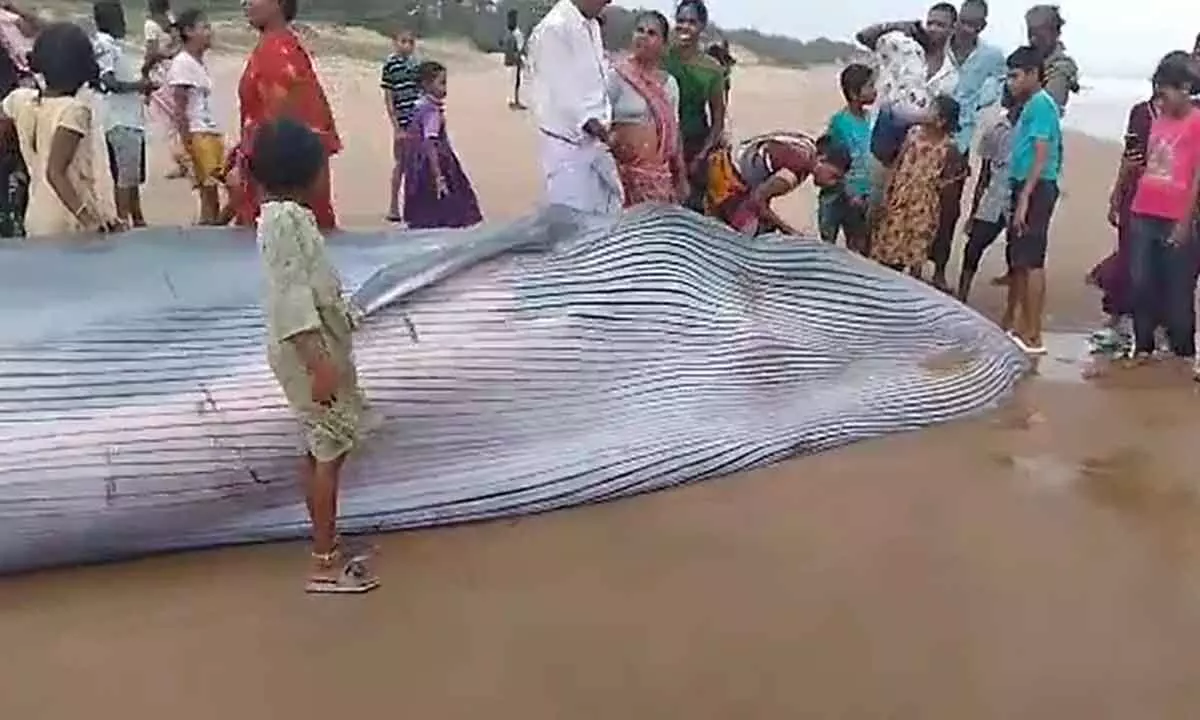 Dead blue whale of 25-feet long was found at Meghavaram beach in Srikakulam