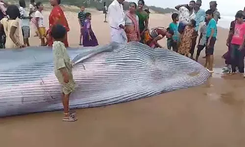Dead blue whale of 25-feet long was found at Meghavaram beach in Srikakulam