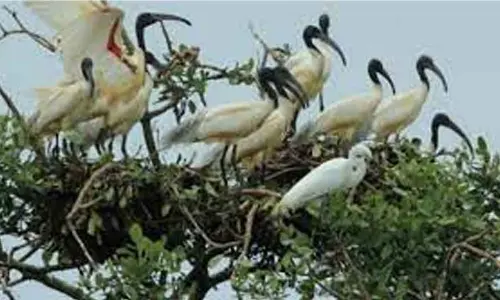 Chirping of monsoon birds heartens Bhitarkanika