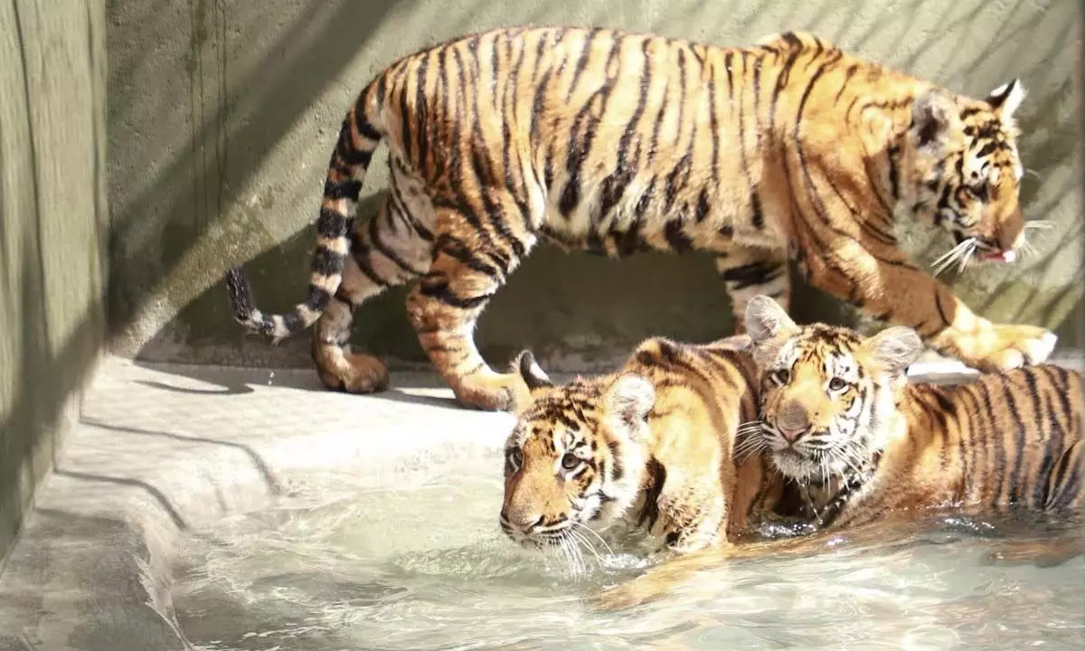 Tiger cubs at SV Zoo park in Tirupati adopted by The GAR corporation, Hyderabad. Photo: Kalakata Radhakrishna
