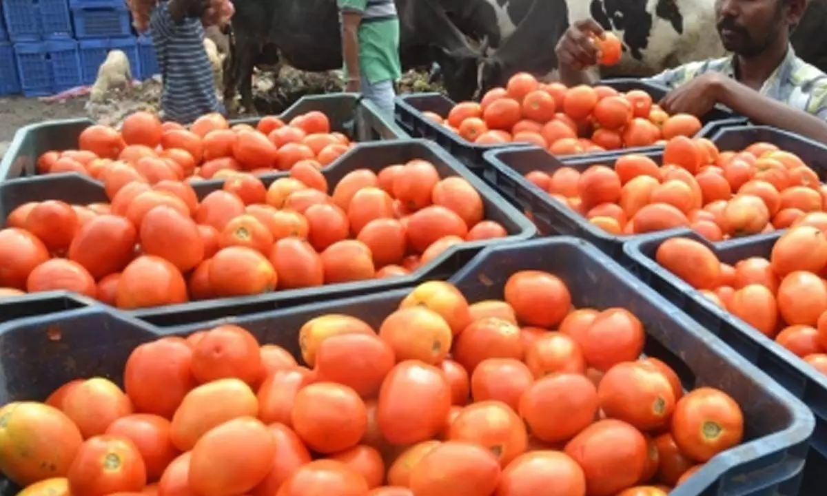Tomato price touches Rs 200/kg in TN as rain hits crop in Karnataka, Andhra
