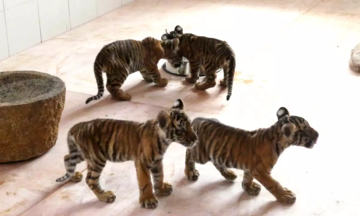 Tirupati zoological park officials give names to three cubs