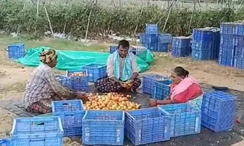 Chittoor tomato farmer mints `4 cr in 45 days