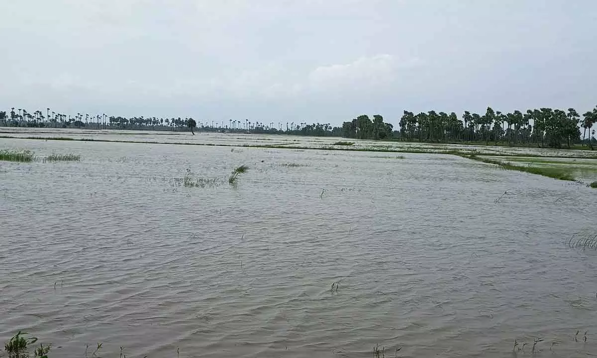 Inundated paddy in Gudlavalleru mandal in Krishna district