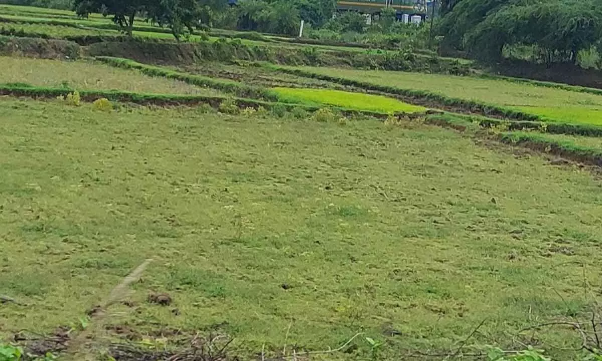 Paddy farmers anxious as dry spell continues in Uddanam region