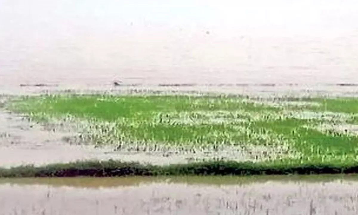 Waterlogged paddy fields in Kovvur mandal