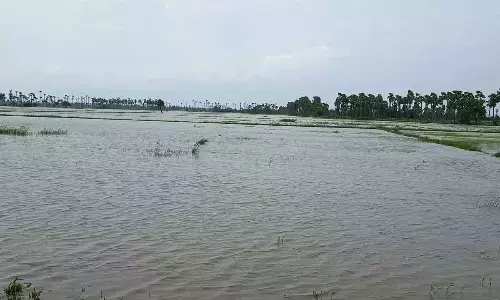 Inundated paddy in Gudlavalleru mandal in Krishna district