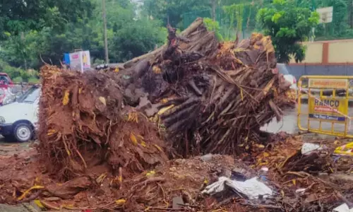 Urban spaces greening A model gone wrong?