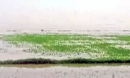 Waterlogged paddy fields in Kovvur mandal