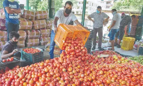 Tomato prices may not decrease for another month