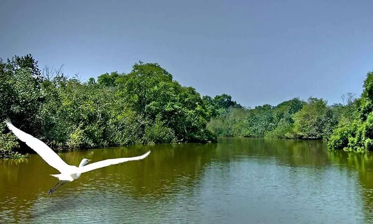 Bhitarkanika reopens for tourists after croc nesting season ends