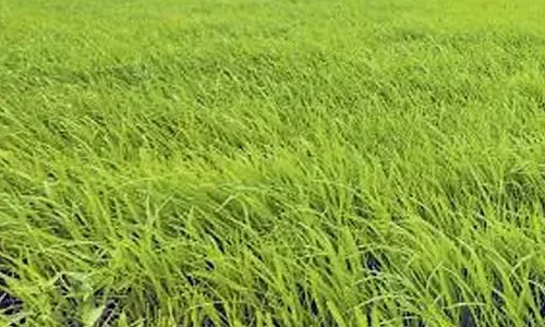 Saplings growing in a nursery for the past 26 days in Jaggampet