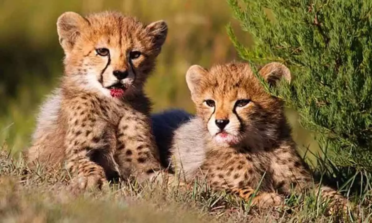 India should go for younger cheetahs habituated to human presence: African experts tell govt By Gaurav Saini