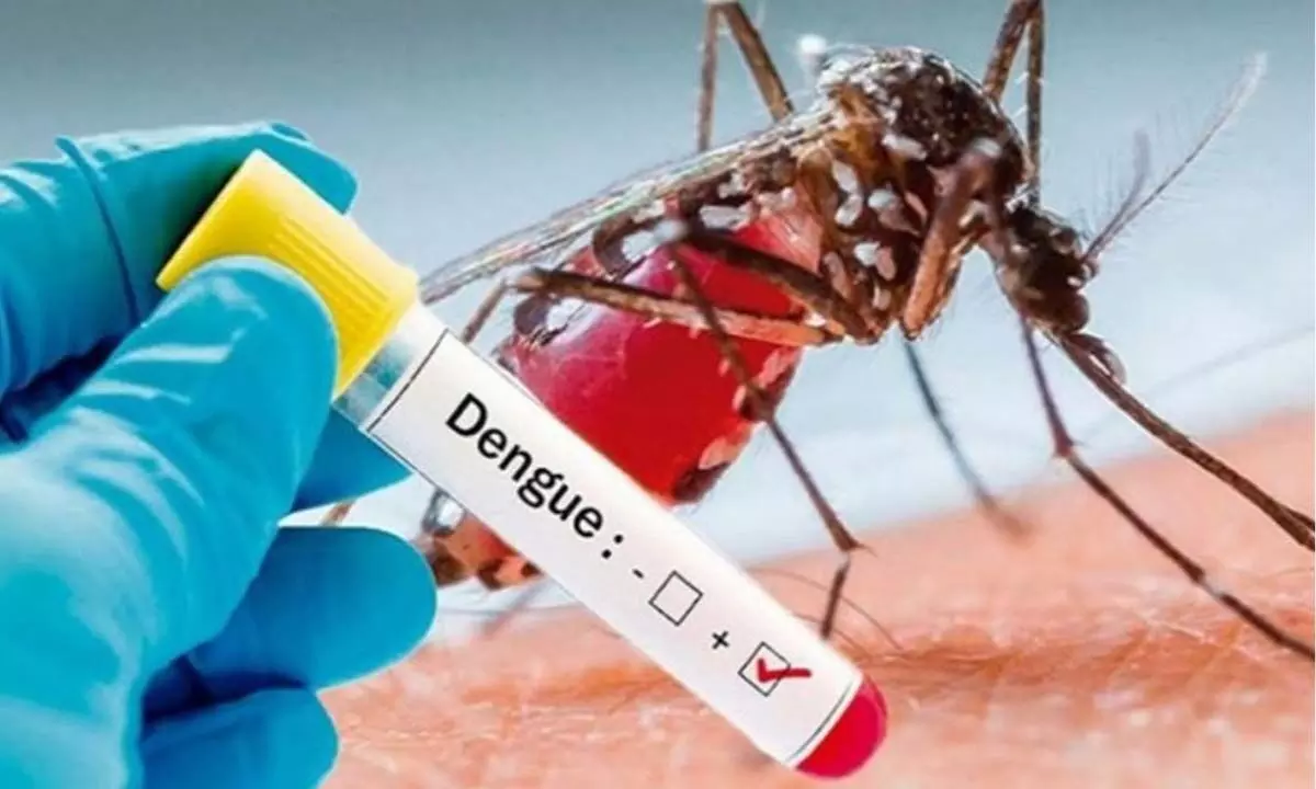 Dengue Fever: Symptoms, Treatment and More