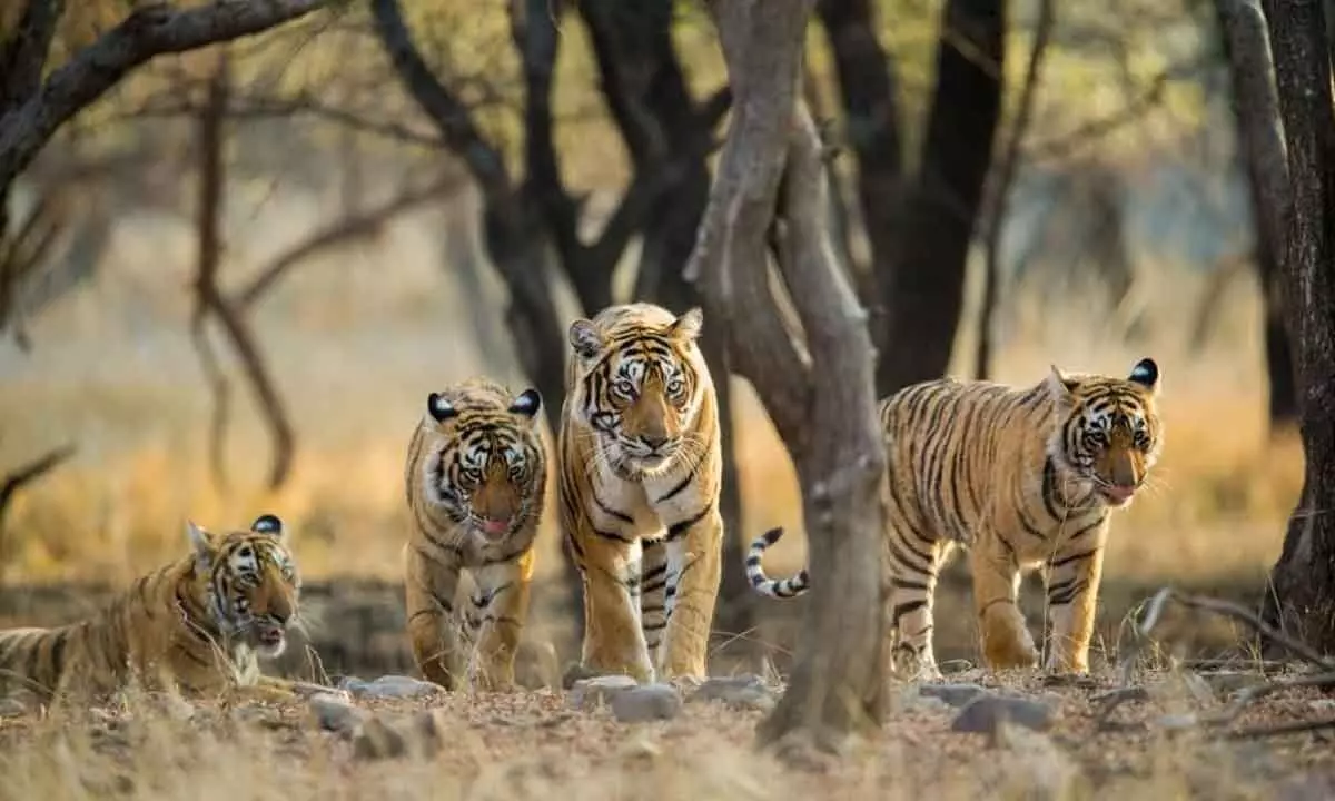 Telangana State tiger population on wane; need for prompt action stressed