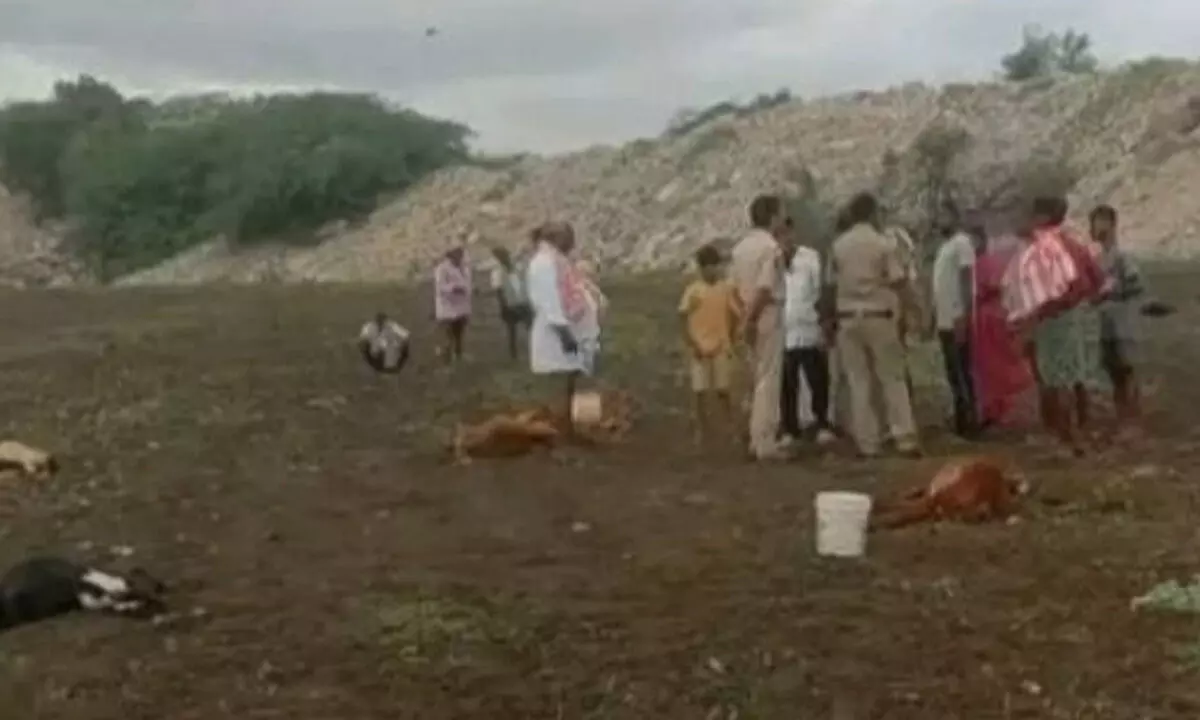 Police observing cattle died after consuming pesticide sprinkled grass at Bhramanakotkur in Nandyal district on Friday