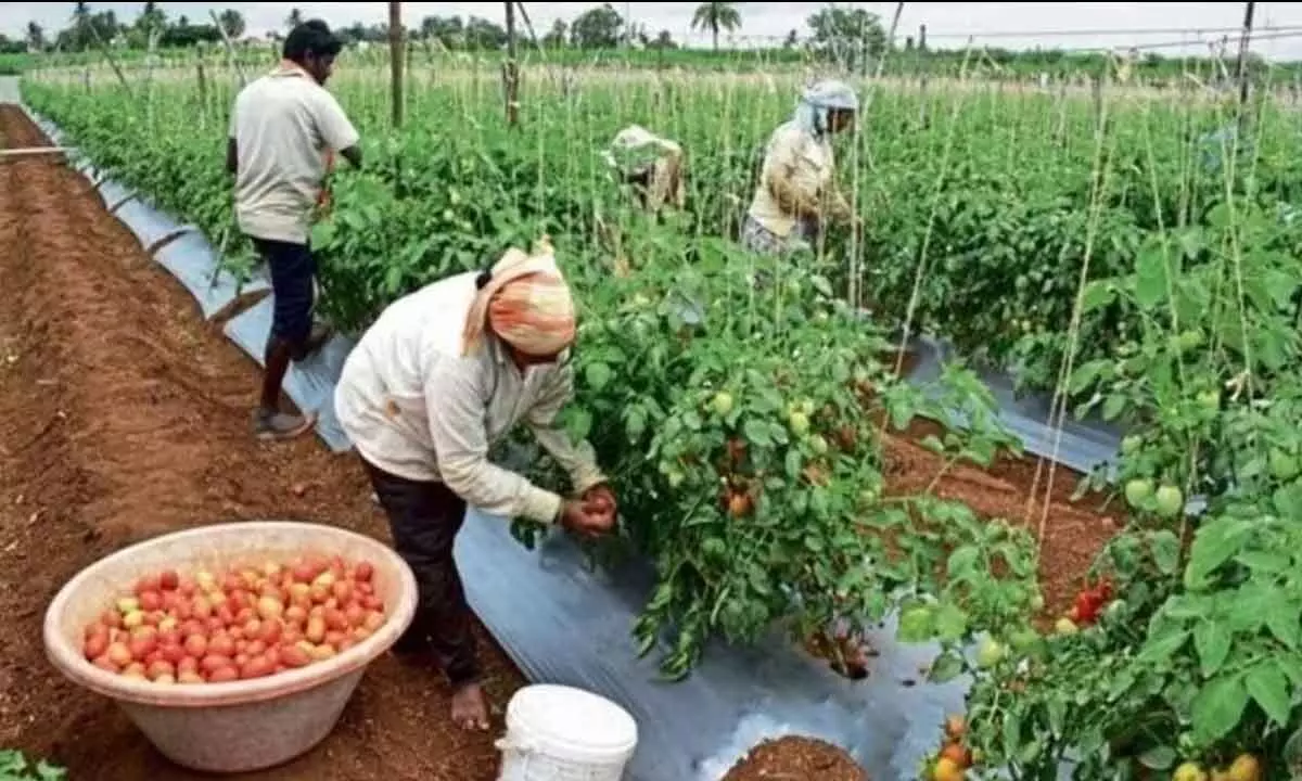 Farmers harvesting tomato crop in Anantapur district