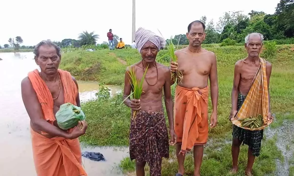 Farmers showing damaged crops as flood water from Brahmani river submerged their croplands in Gondia block of Dhenkanal on Friday. They have demanded compensation for crop loss due to rain.  Biranchi N Seth