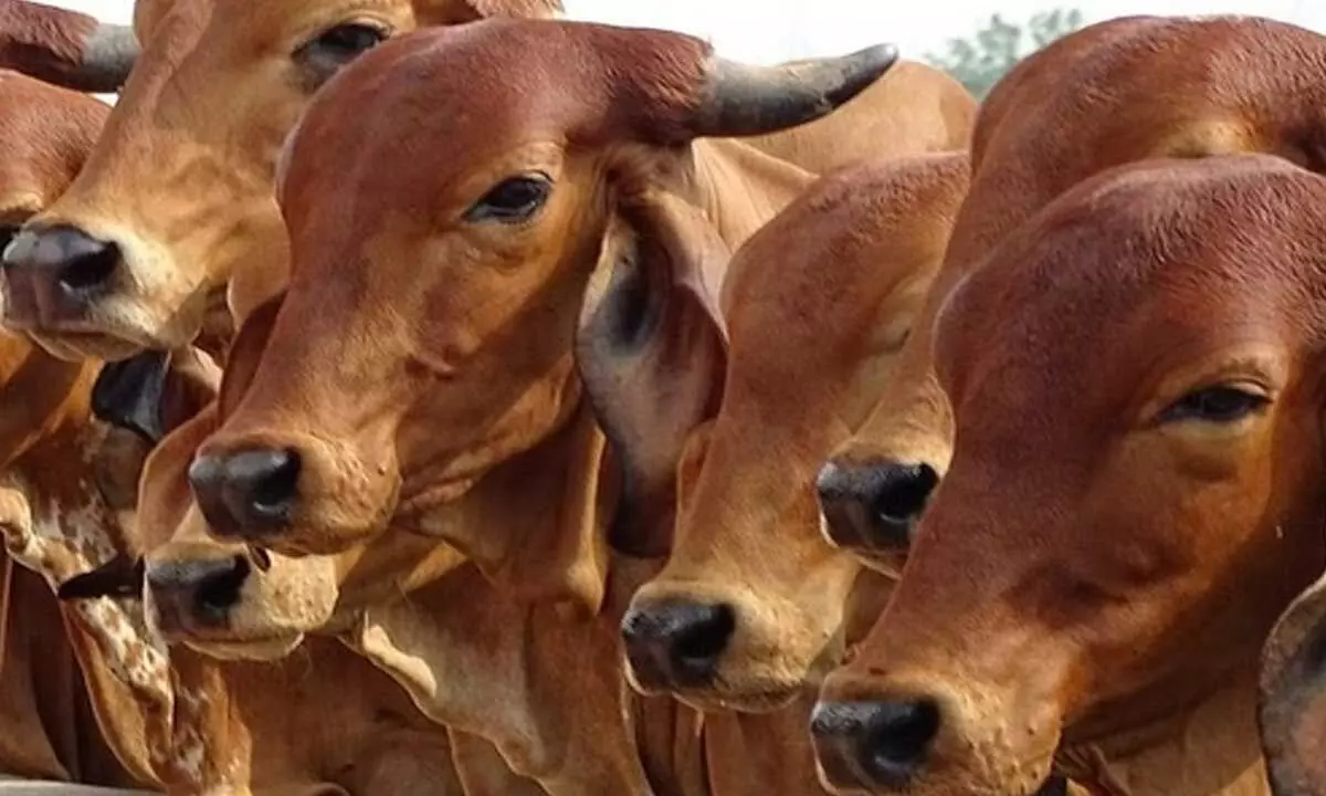 Nuhs cow vigilantes drive cattle traders to forsake age-old profession