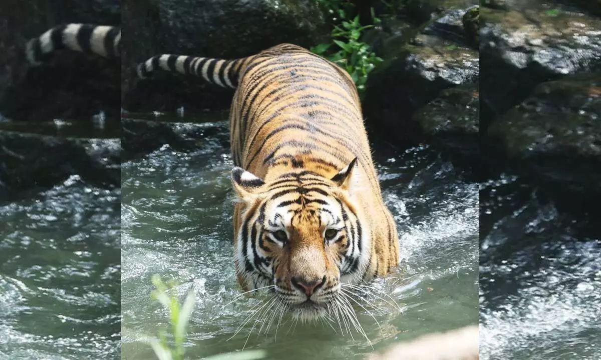 Tiger spotted inside MP’s Jagran University, creates panic
