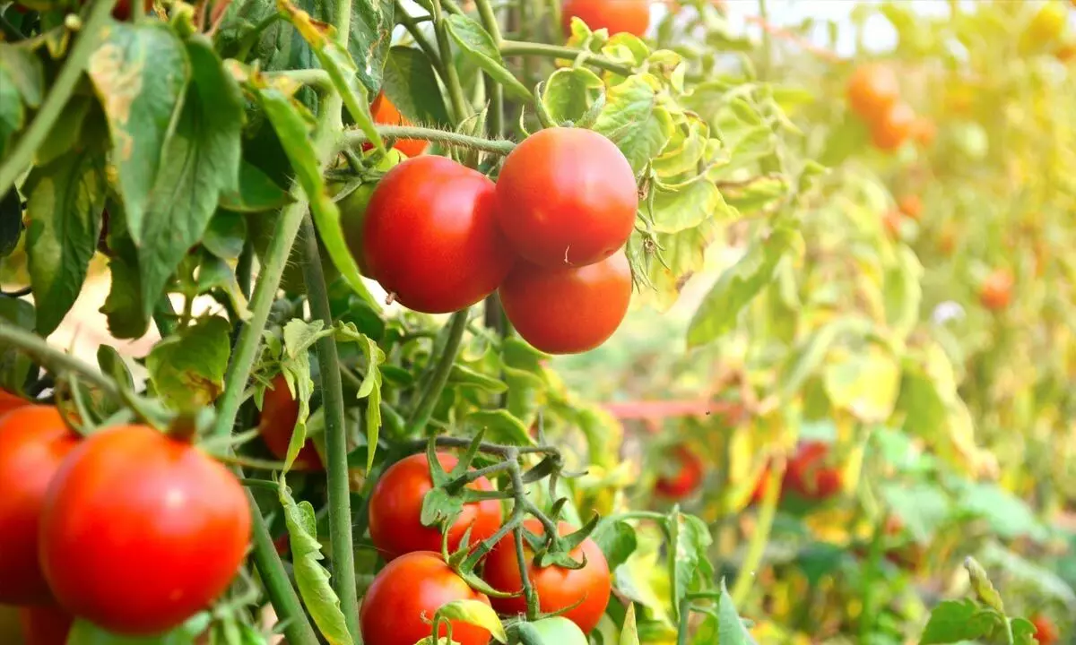 Guntur: Tomatoes sold for Rs 54 a kg at Rythu Bazaars