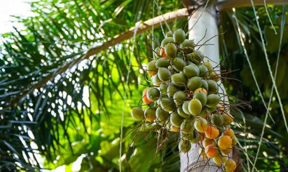 Green Arecanut Imports, Nothing to worry CAMPCO Chief