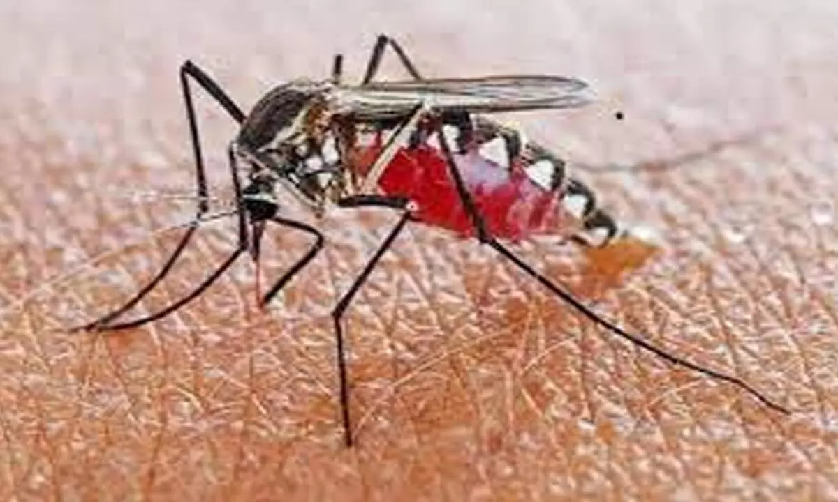 Dengue alarm in Bengal, PIL at Calcutta HC seeking court intervention