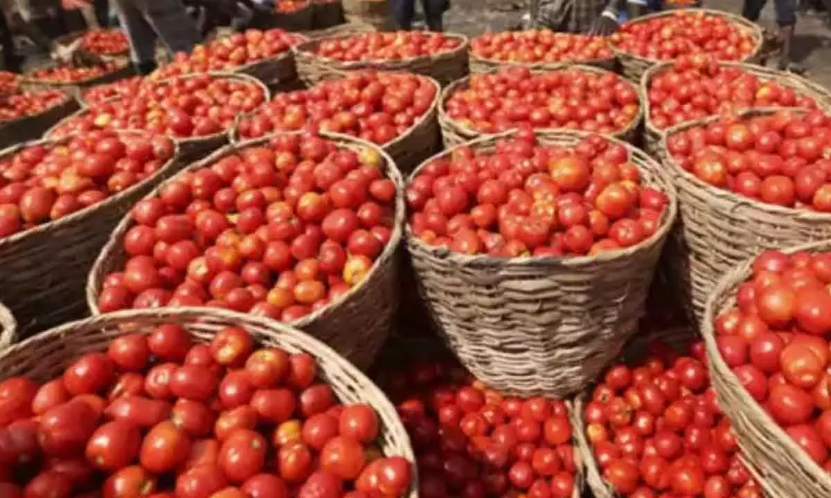 Farmers face hardships over reduction of tomato prices in Telugu states