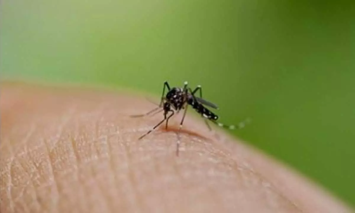 Over 58,000 dengue cases, 38 deaths reported in Sri Lanka this year