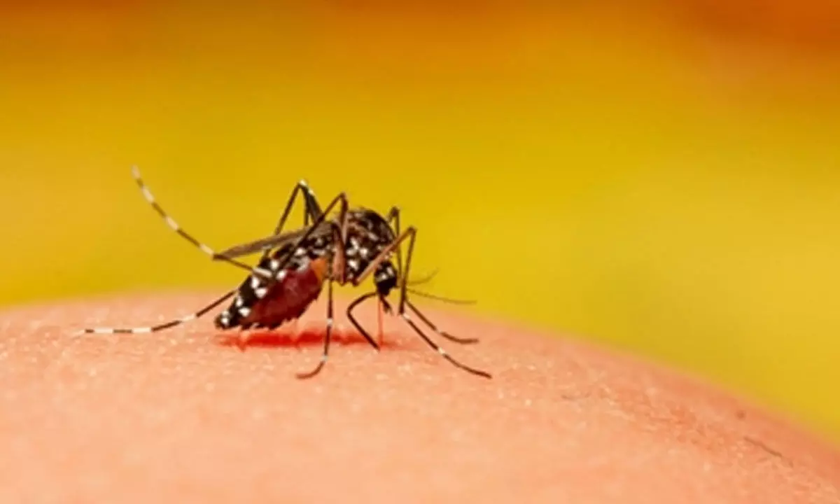 Dengue cases rise in Bihar