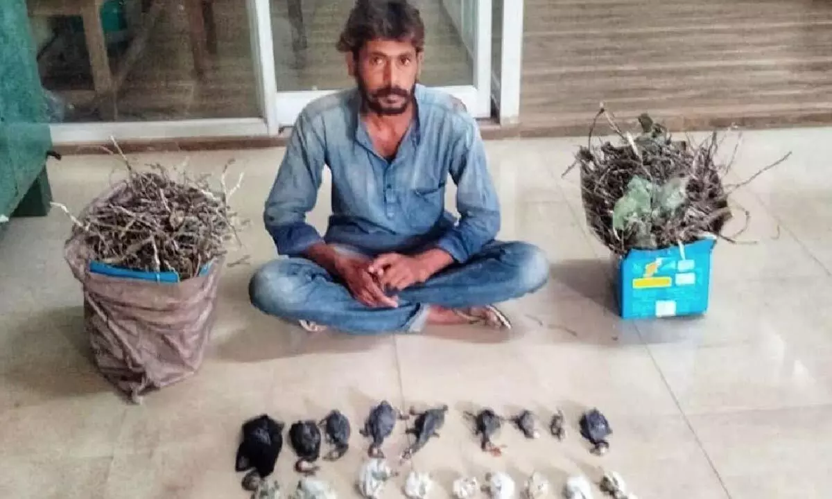 Mason arrested for brutal slaying of 24 chicks in Mysuru birds nest