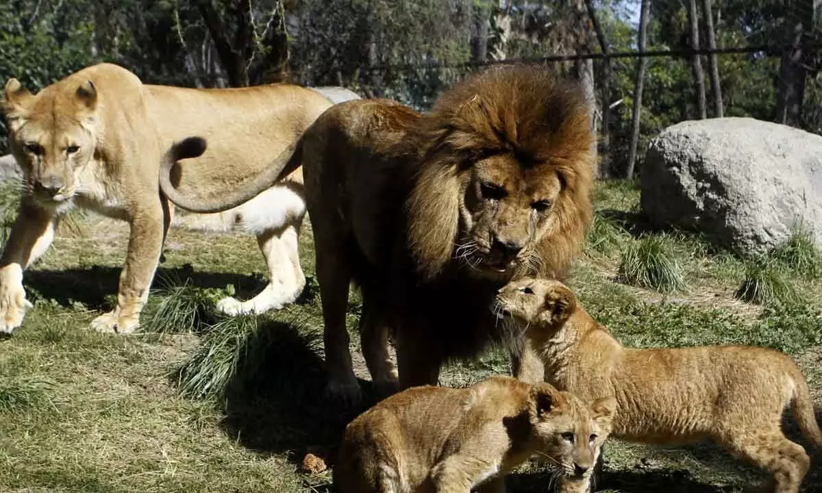 World Lion Day celebrations to take place across Gujarat on August 10