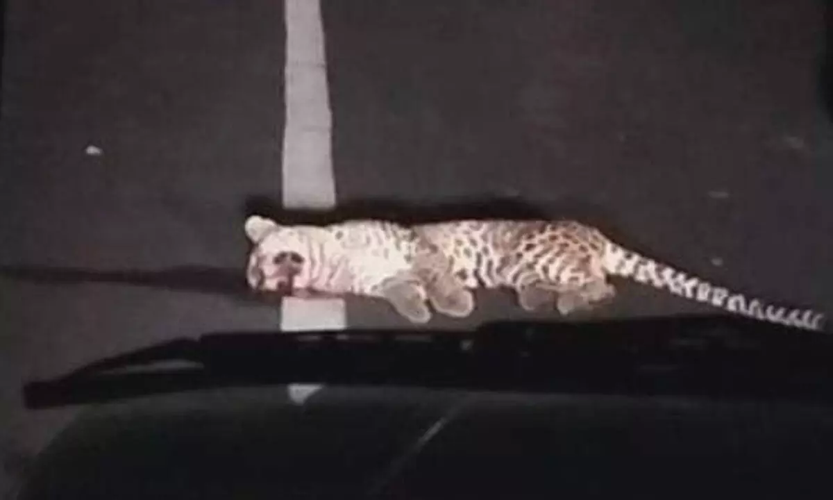 Leopard dies in road accident in Odisha