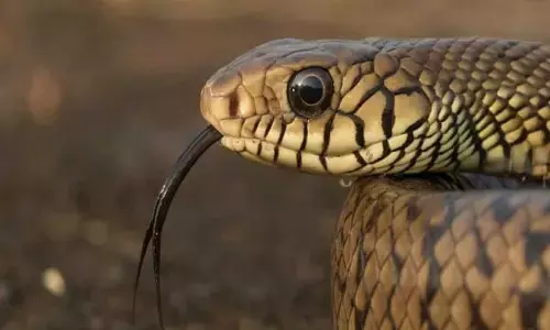 Tirumala: Snake caught in Balaji Nagar area