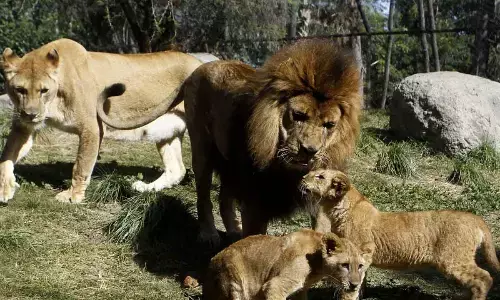 World Lion Day celebrations to take place across Gujarat on August 10