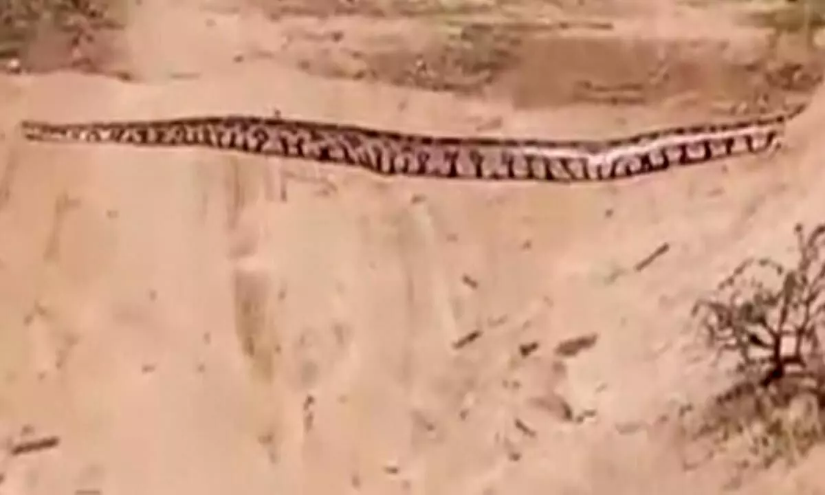 18 ft-long python rescued from tea garden in Assam