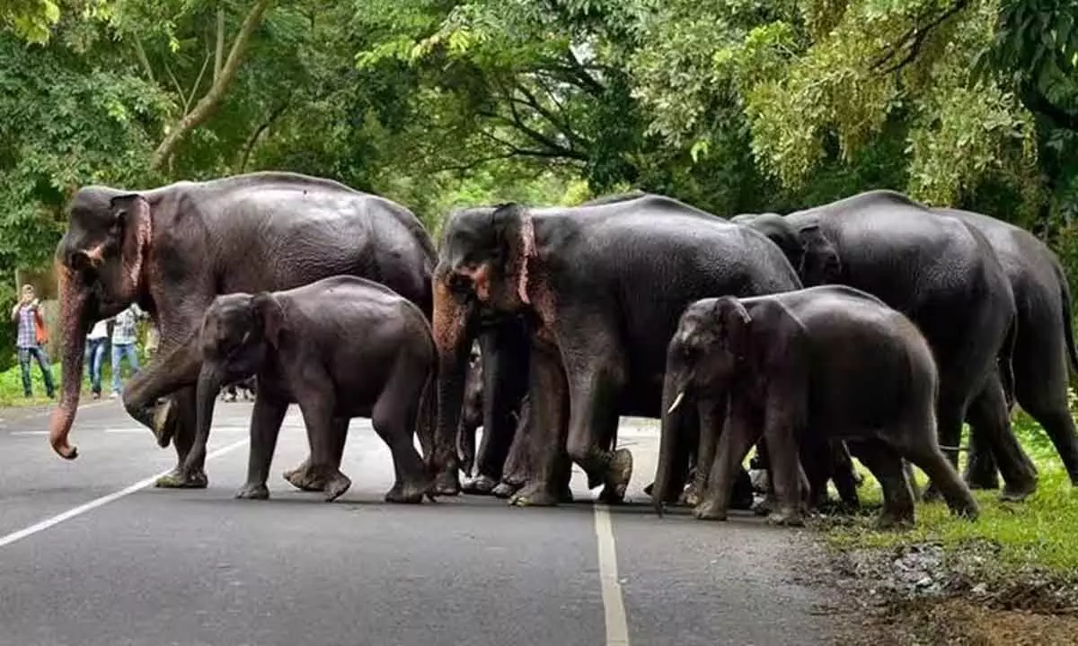 Jumbo rise in number of elephants in state: Eshwar Khandre