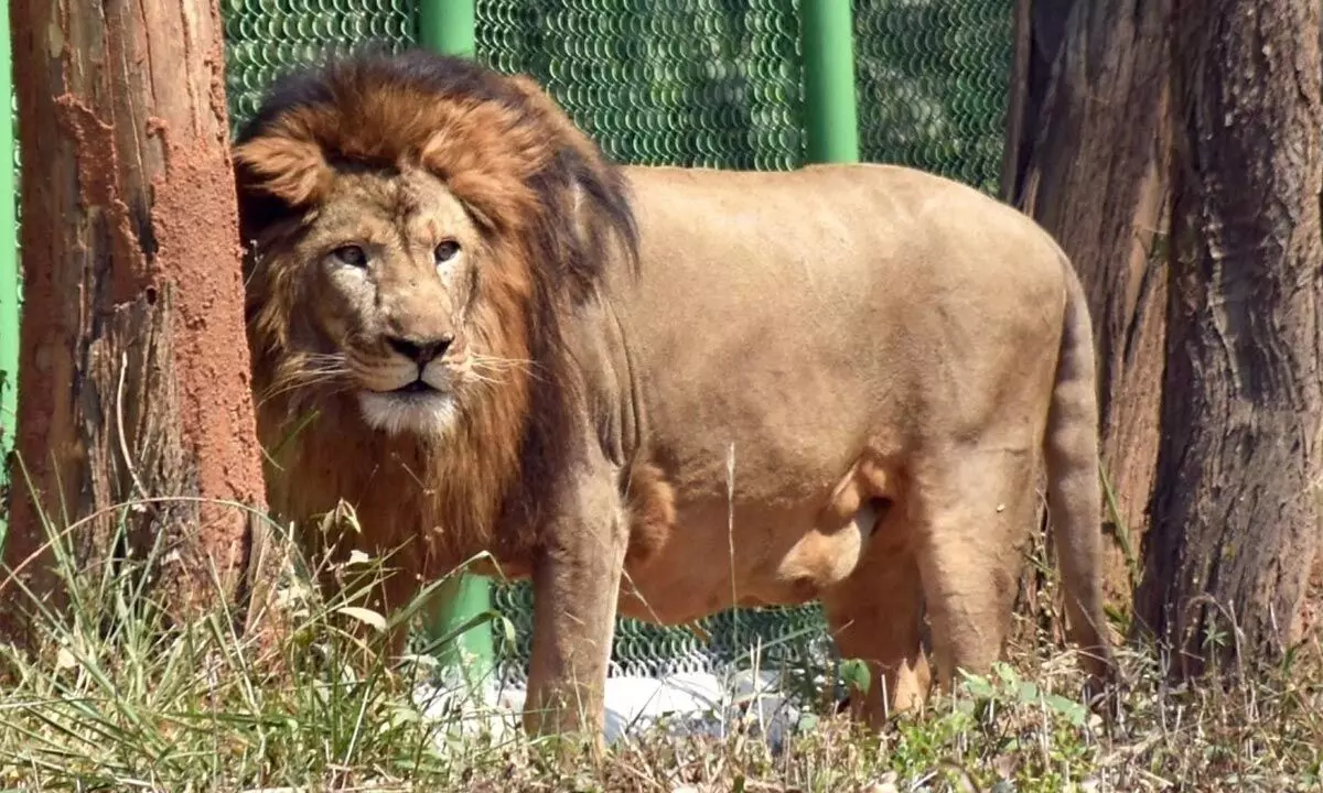Guj launches Sinh Suchna app for tracking lions; announces new Safari Park