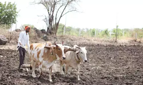 Farmers facing troubles in mutation process