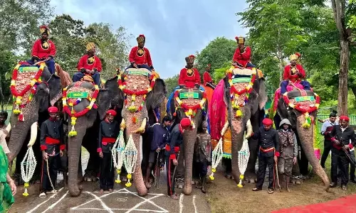 9 Elephants selected to participate in grand Mysuru dasara in first phase