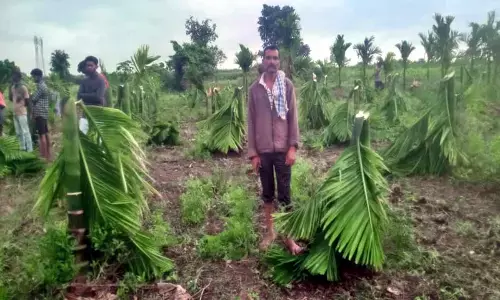 Man cuts down 850 arecanut trees in anger over rejecting marriage proposal