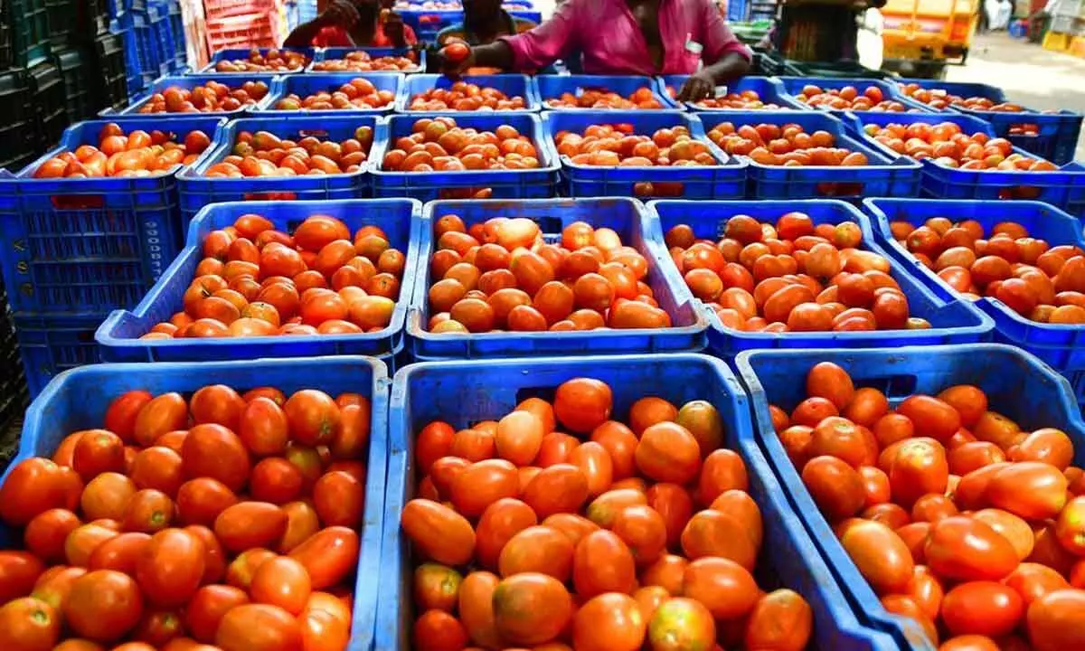 Tomato prices bring respite to consumers