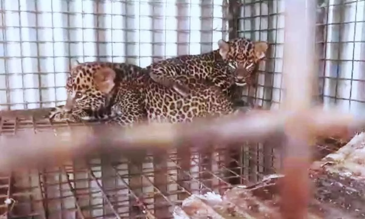 Mysuru: Leopard cubs rescued from a sugarcane field