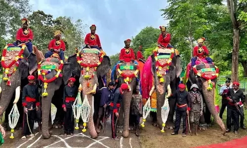 9 elephants selected for Mysuru Dasara in first phase
