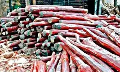 6 smugglers held, one tonne red sanders seized