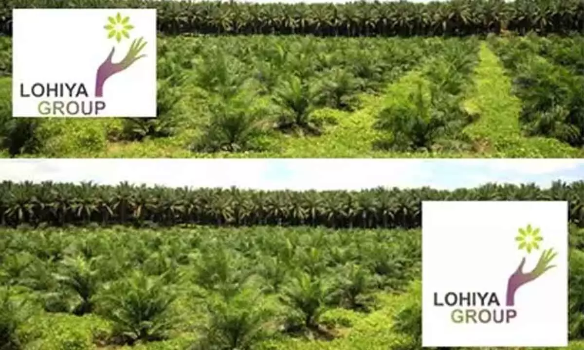 Lohiya Group gets 82k acre for oil palm plantation