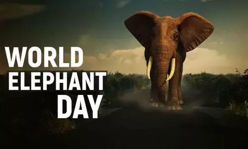 World Elephant Day
