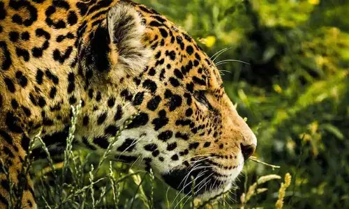 TTD EO holds crucial meeting, says Alipiri walkway will be closed after 6PM