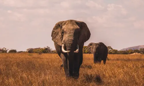 World Elephant Day 2023