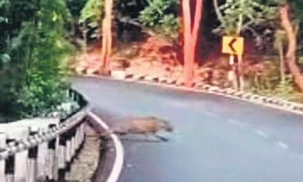 Andhra Pradesh: Leopard movements spotted at 35th turn of the Tirumala First Ghat Road.